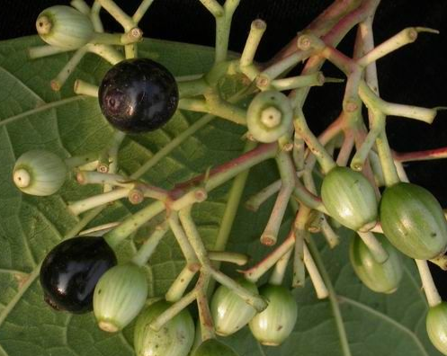 八角枫的功效与作用及禁忌-八凡集