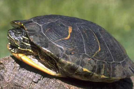 家养的乌龟冬眠吗 这一点详细告诉你-八凡集