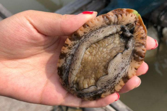 鲍鱼是什么 鲍鱼的说明-八凡集