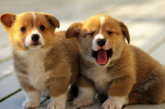 狗狗吃什么清火-八凡集