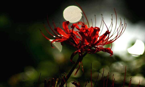 我愿为你放下全部此生让我来渡是什么歌,抖音最火伤感古风歌曲