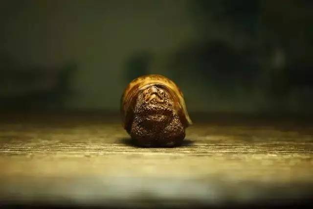 养乌龟为什么会给人带来怨气